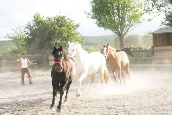 horse training ireland